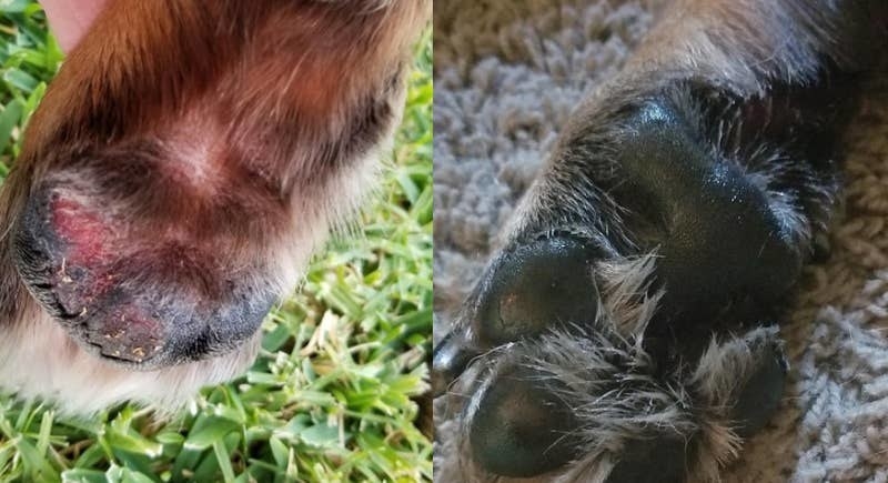 on the left, a dog's paw looking cracked and irritated and on the right, the same paw looking stronger and healthier