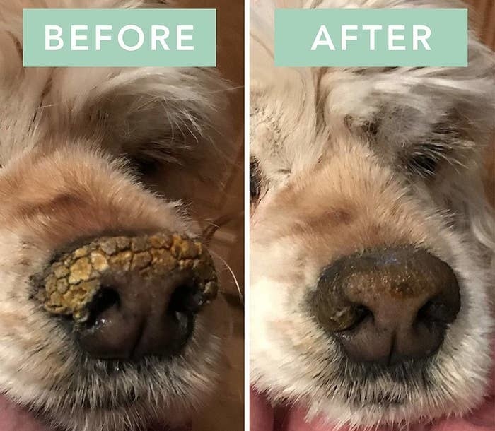 on the left, a dog's nose looked chapped and crusty, and on the right, it's not anymore