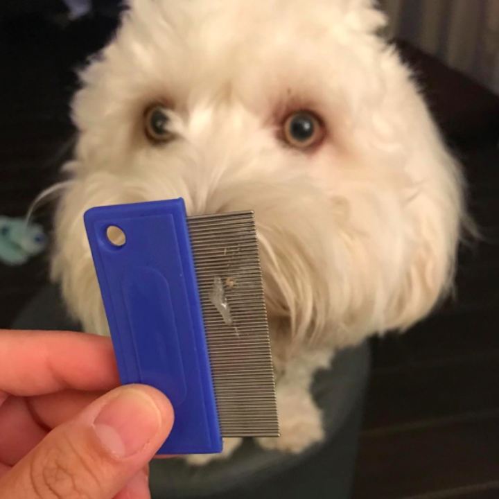 reviewer holding the comb in front of their dog