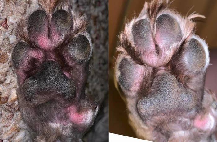 on the left, a reviewer&#x27;s dog&#x27;s paw looking red and irritated, and on the right, the same paw looking less red and irritated 