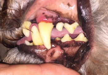 a dog with some red irritation on their gum