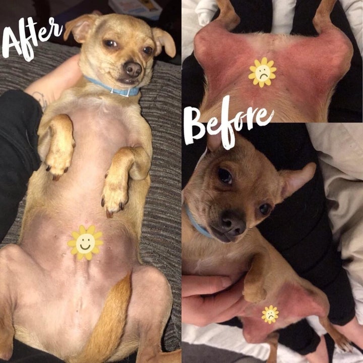 reviewer photo showing their dogs skin healed after using the balm