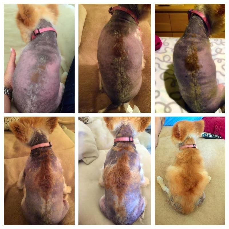 a series of photos showing a dog without their fur whose skin looks irritated, with their skin slowly looking less irritated and their fur growing back