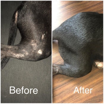 a before-and-after photo of a reviewer's dogs leg looking like it has dry/itchy patches of skin, but after using the balm, doesn't anymore
