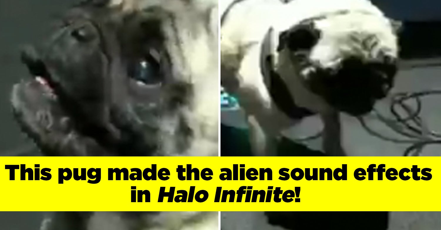 It turns out that you #pug better after drinking cold brew. #ColdBrew #Meme  #CoffeeMeme, image size:1250x654