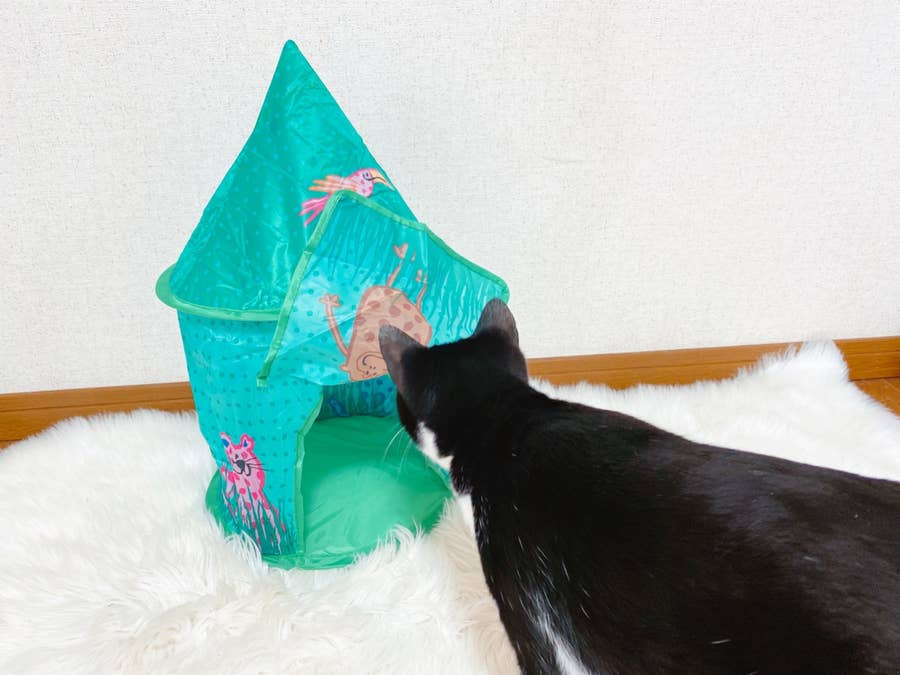 猫のための天国がフライングタイガーに 子供用テント が 猫ちゃんホイホイ なんです