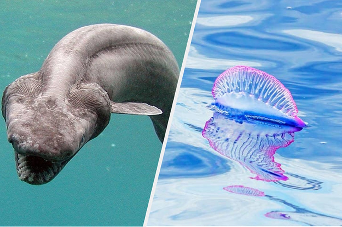 地球外生命体としか思えない 海中の不思議な生き物たち
