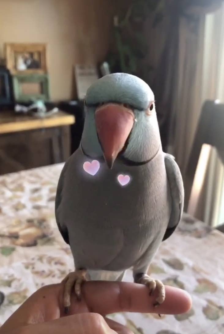 Rio Is A Viral Parrot From Tiktok That Could Honestly Be A Disney Sidekick