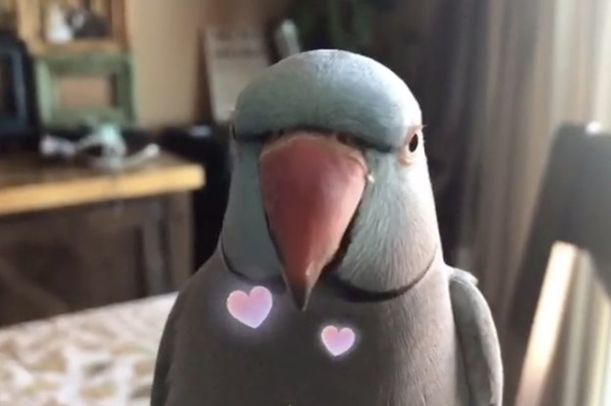 Rio Is A Viral Parrot From Tiktok That Could Honestly Be A Disney Sidekick Music from the motion picture hot wings (i wanna party). rio is a viral parrot from tiktok that