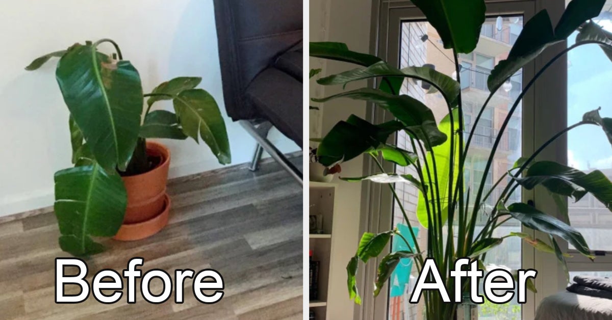 Photos Of Plants Before And After Their Rescue That Are Oddly Moving