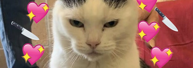 世界最悪の猫 ってホント アメリカで超有名な性悪猫を紹介します