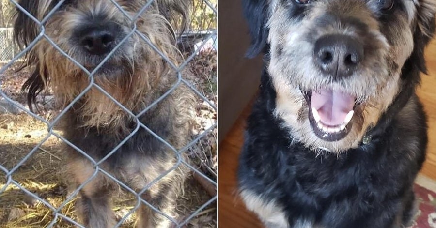 27 Pictures Of Dogs Before And After Their Adoption That Just Might ...