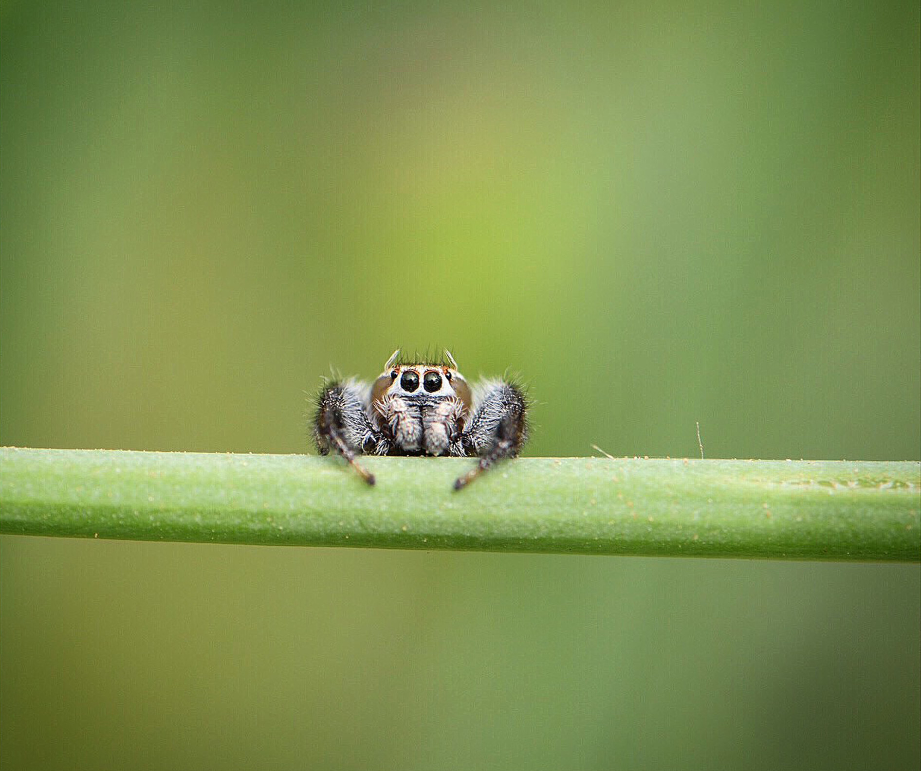 spider with a cartoony face