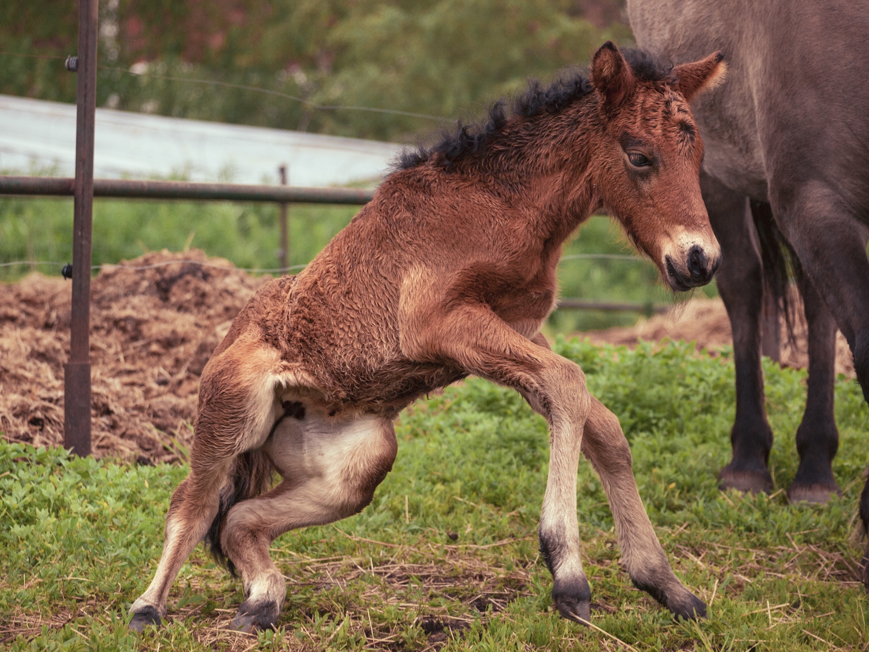 a baby horse trying to stand