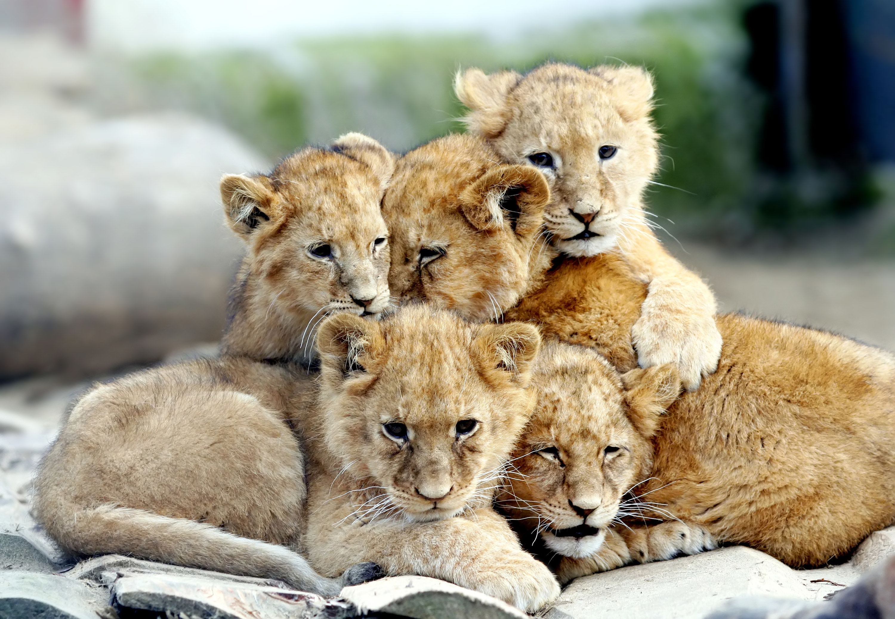 lion cubs snuggled together