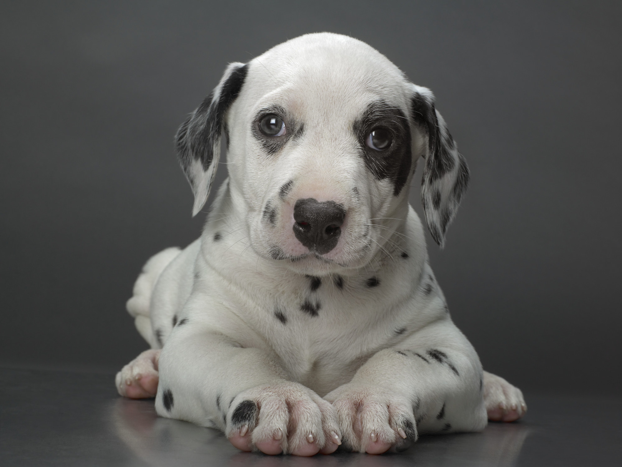 a portrait of a Dalmation