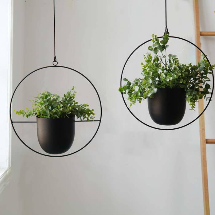 Two hanging planters with circle metal frames 