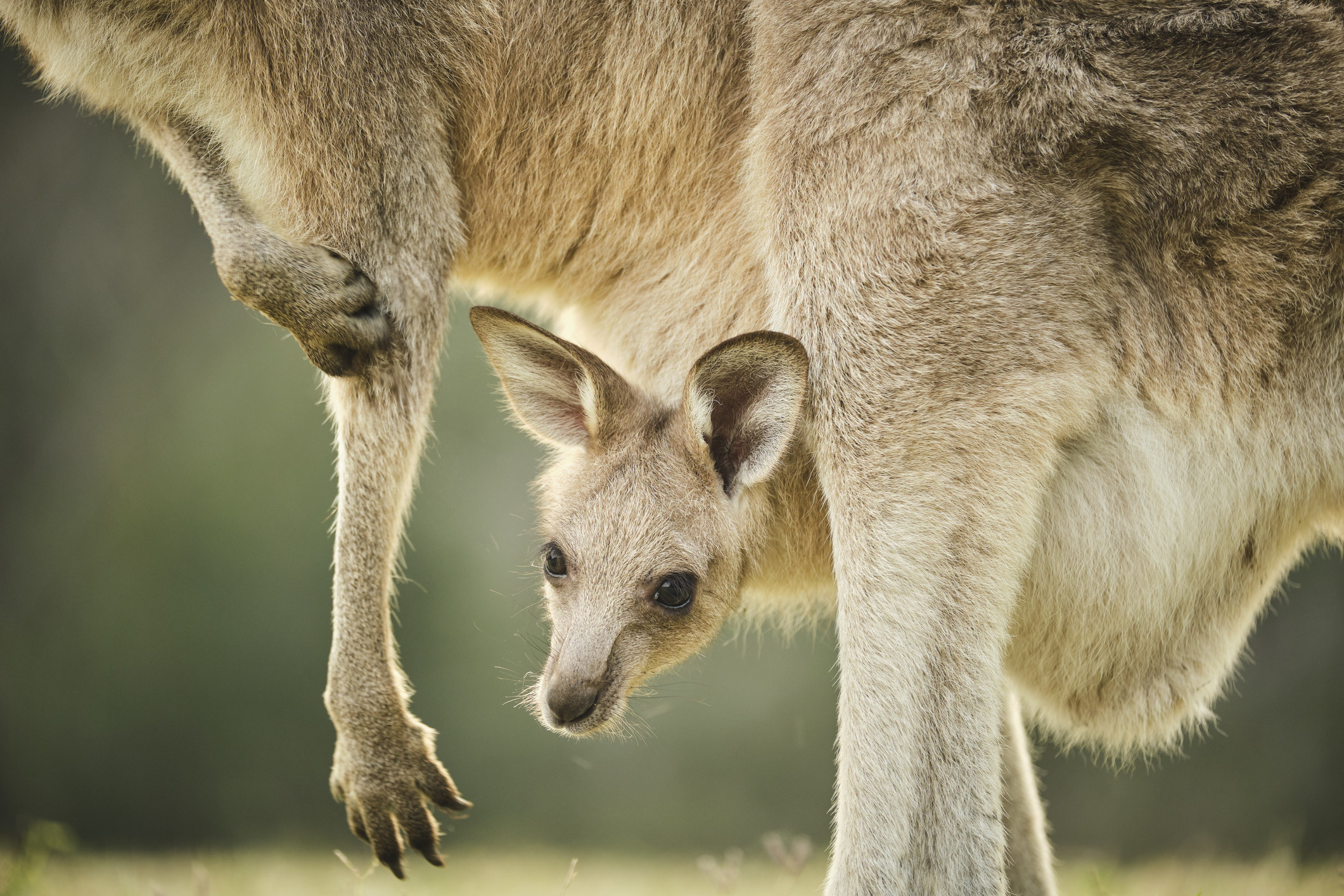a joey hanging from its mother&#x27;s pouch