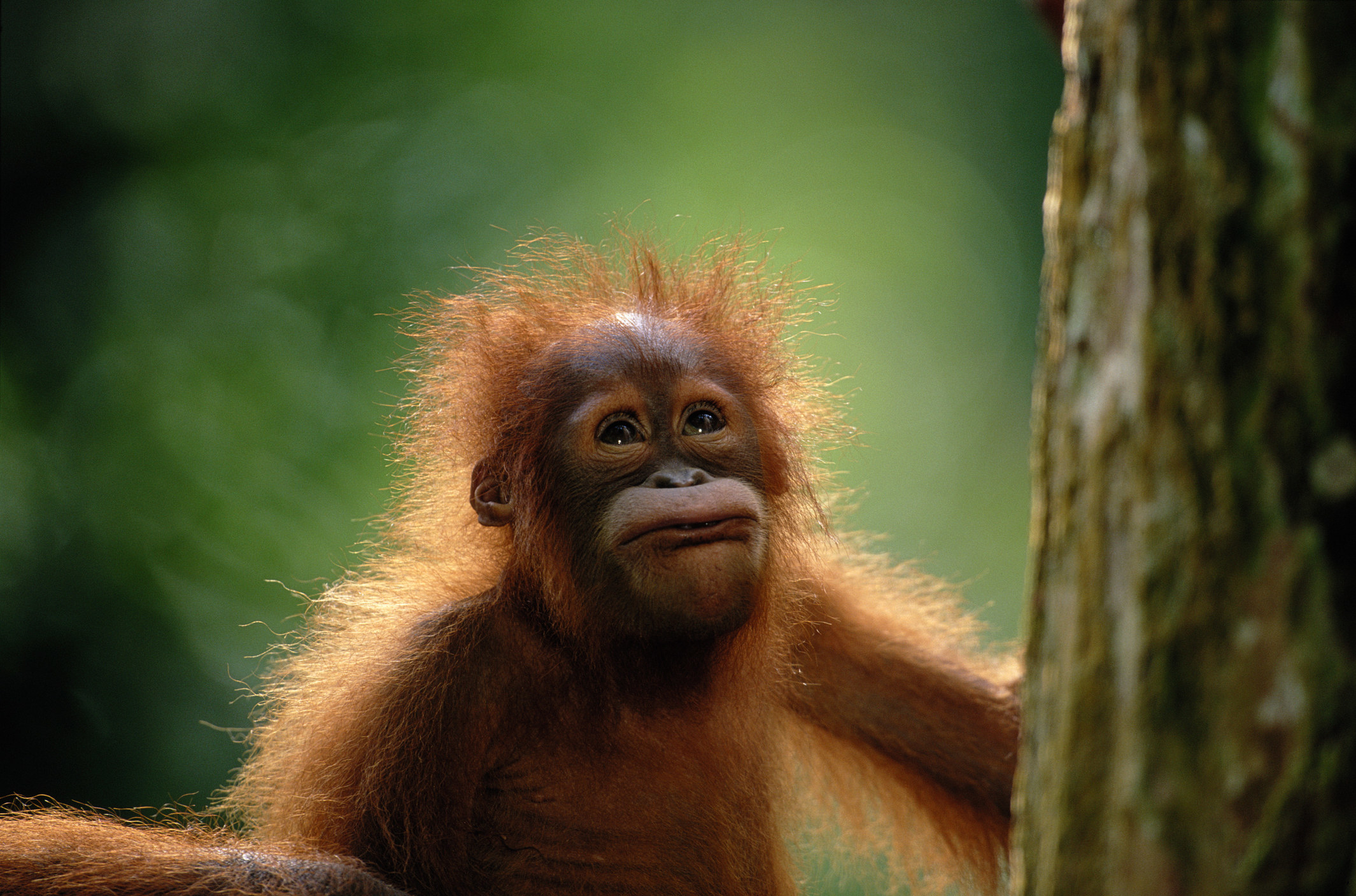 baby orangutan that looks sheepish