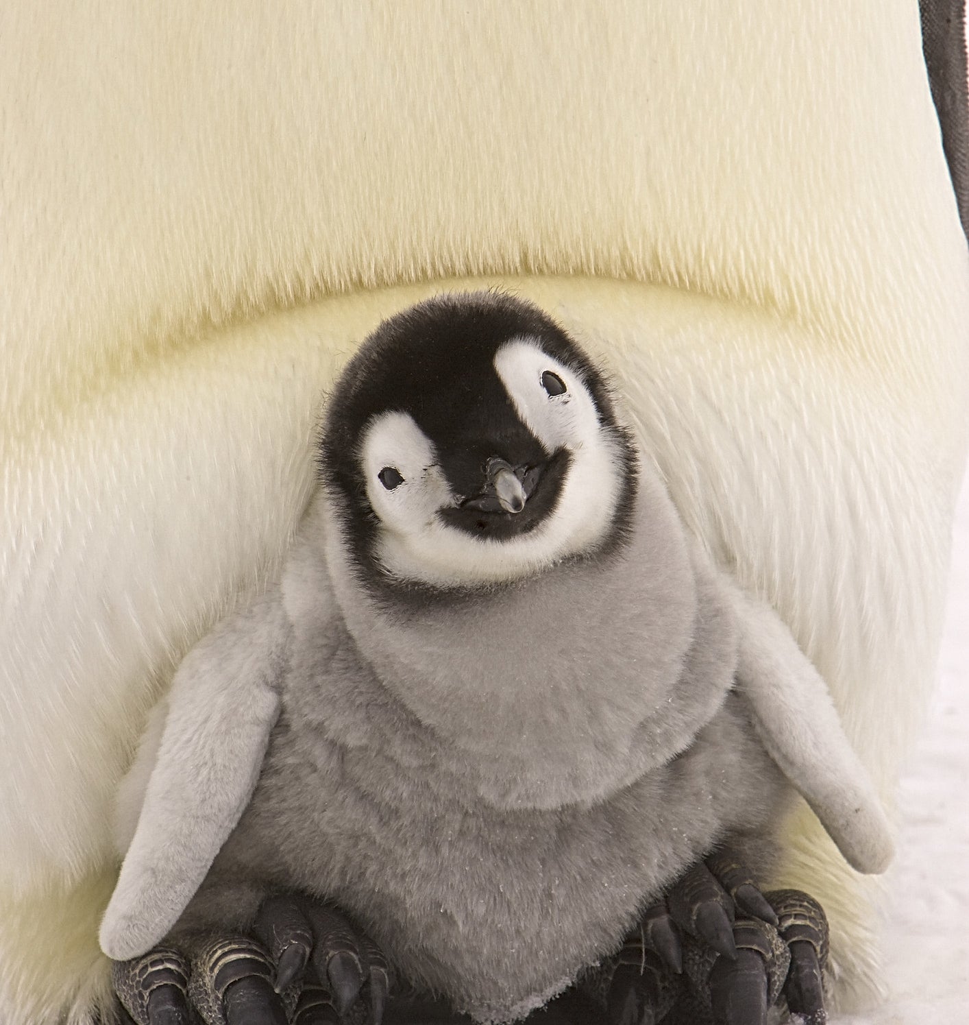 a penguin chick looking curious