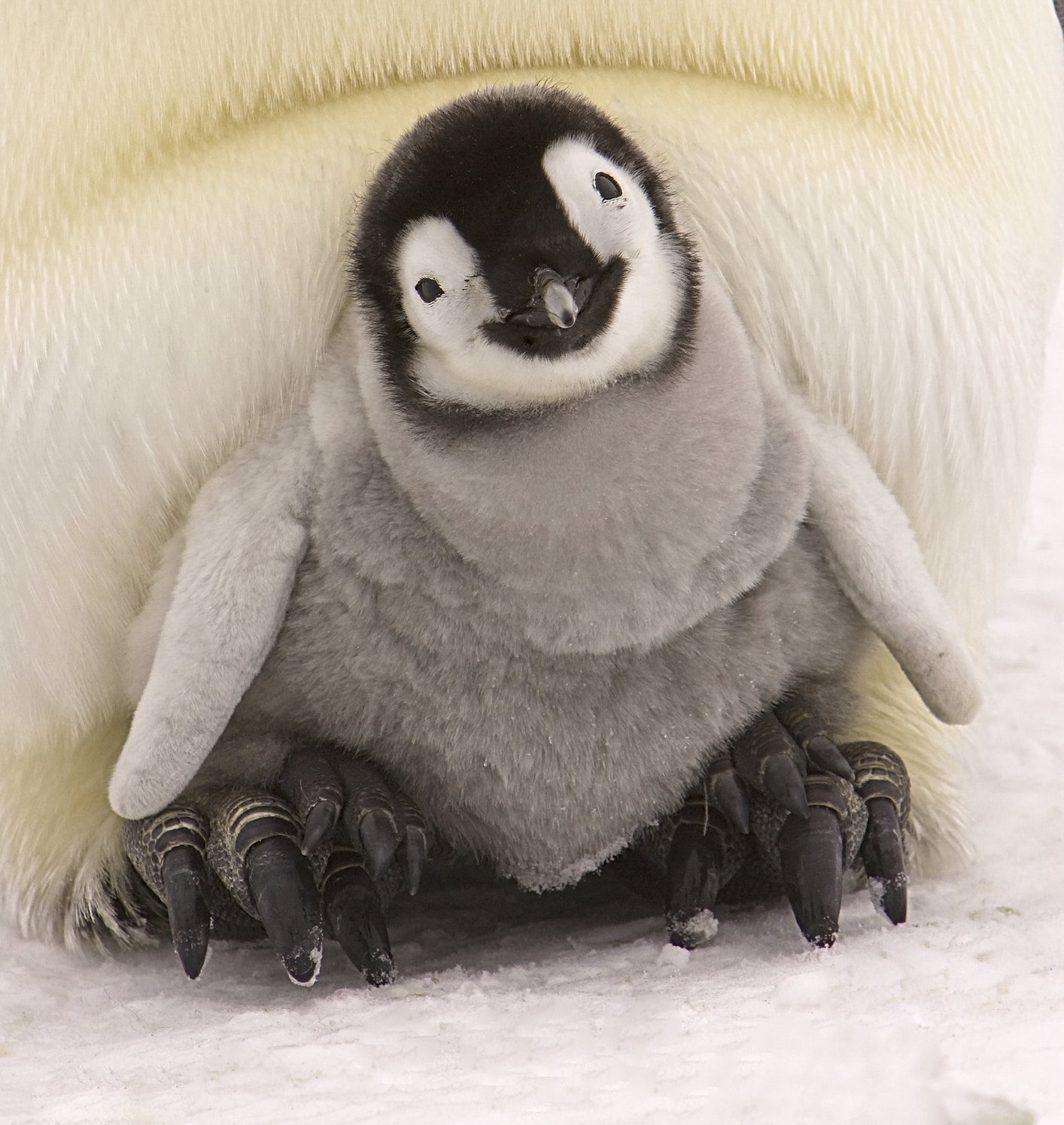 a penguin chick looking curious