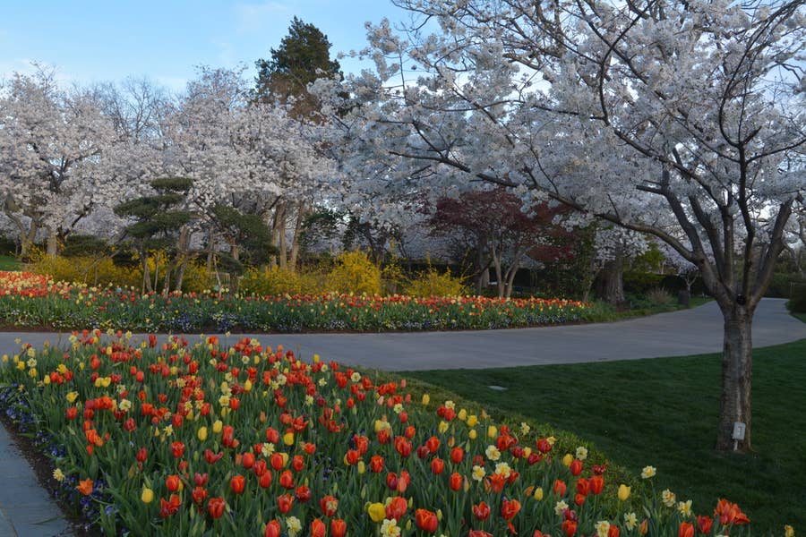 Where To See Cherry Blossoms In America This Spring