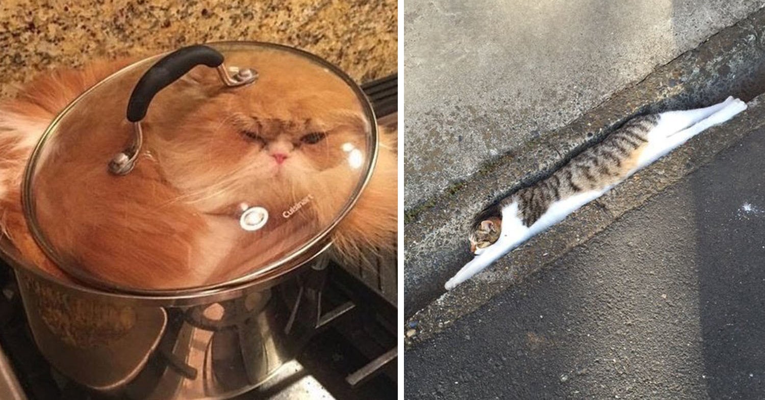 19 Liquid Cats Whose Bodies Can And Will Conform To Any Shape Or Surface