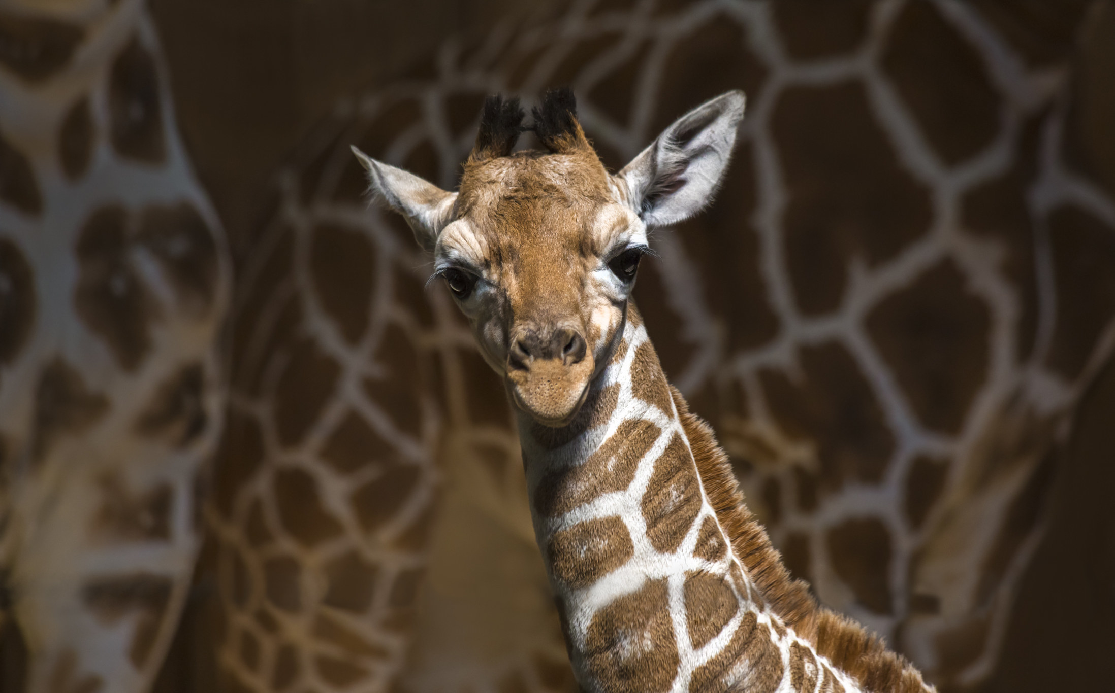 a baby giraffe looking straight at the camera