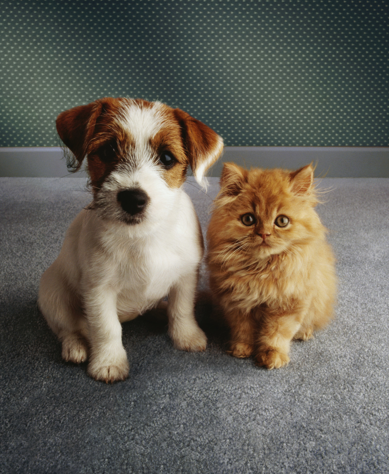 puppy and kitten standing together