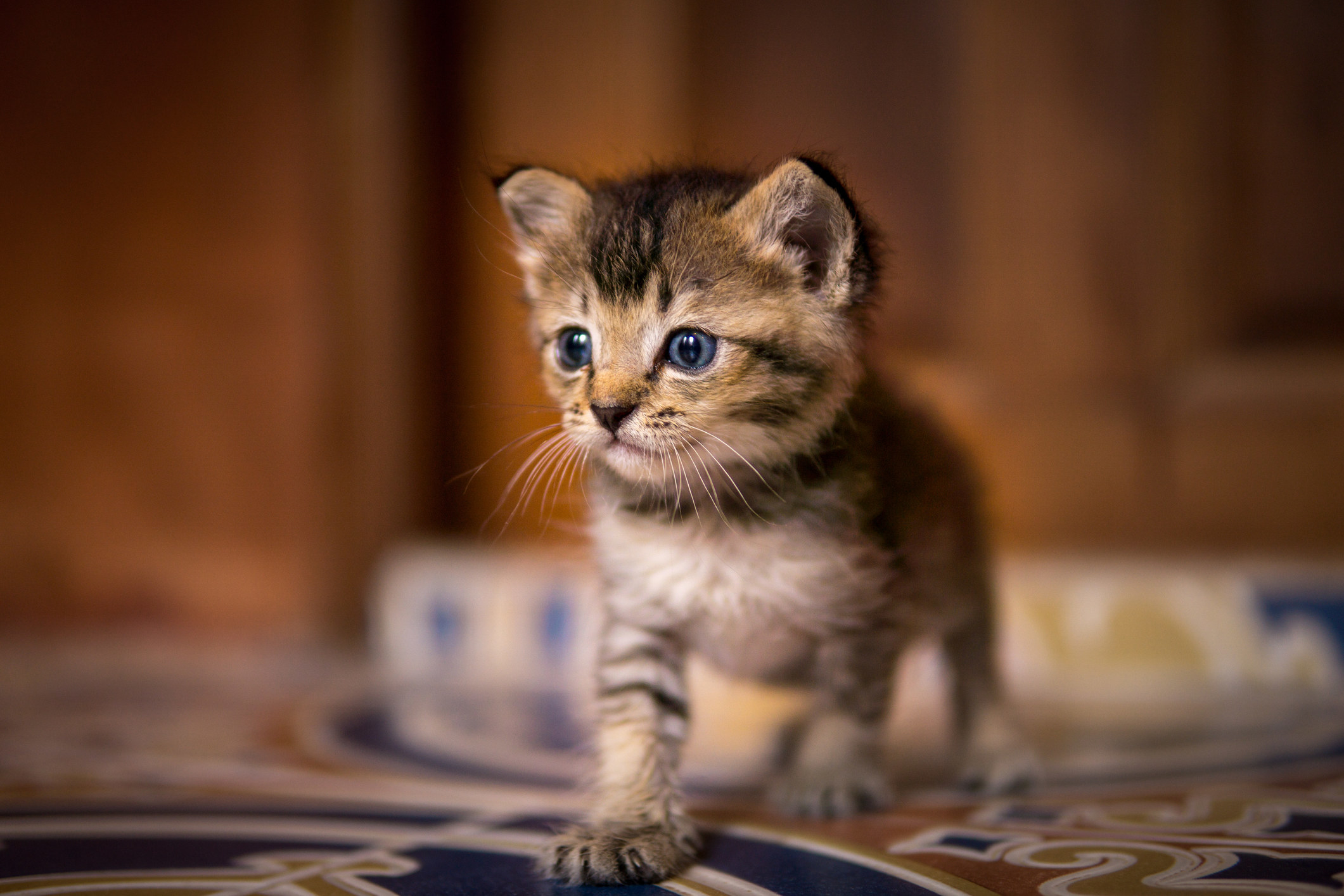 a small kitten