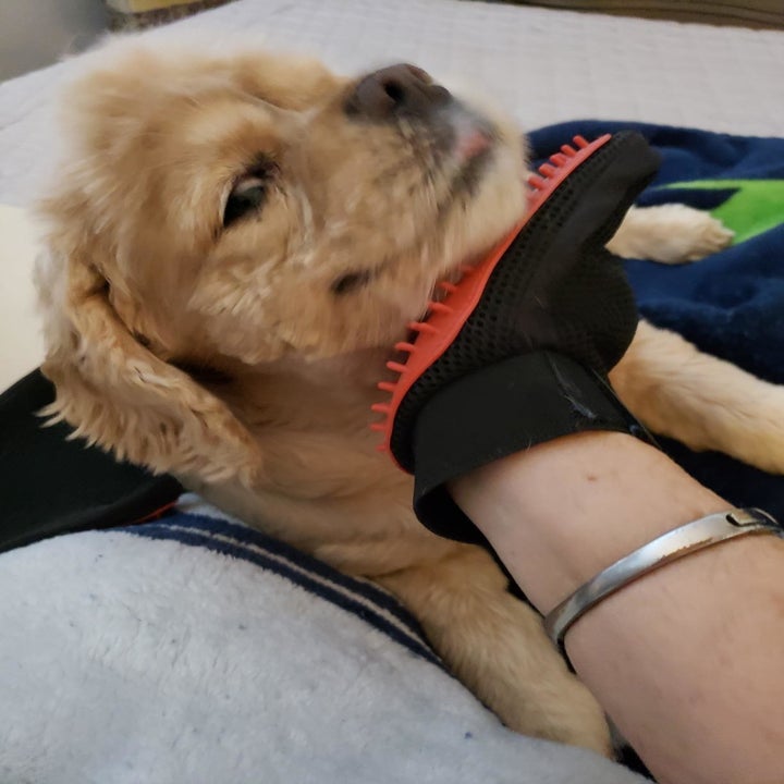 reviewer using the glove on a dog