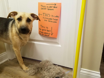 A dog, the broom, and a big pile of hair next to a sign explaining that the dog is no longer allowed in the bedroom and that the hair pile was collected from the carpet