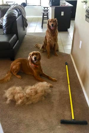 Two golden retrievers next to the broom and a pile of hair almost as big as one of the dogs