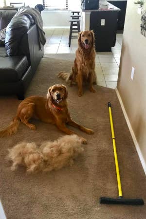 Two golden retrievers next to the broom and a pile of hair almost as big as one of the dogs