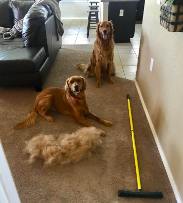 Two golden retrievers next to the broom and a pile of hair almost as big as one of the dogs