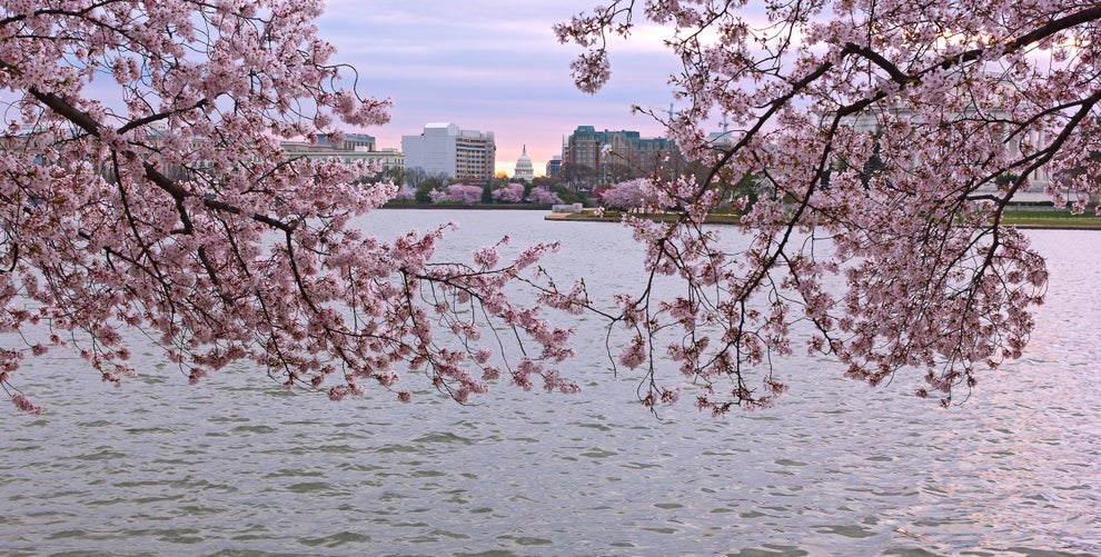 Washington Nationals Honor City's Iconic Cherry Blossoms with City