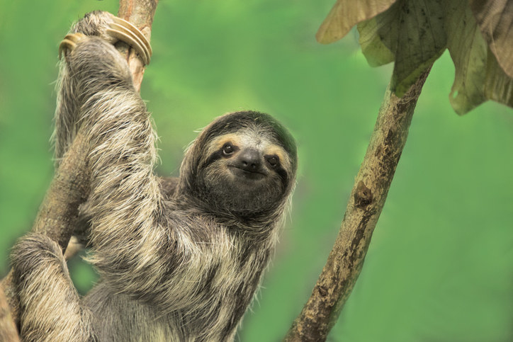 A sloth hanging off a tree