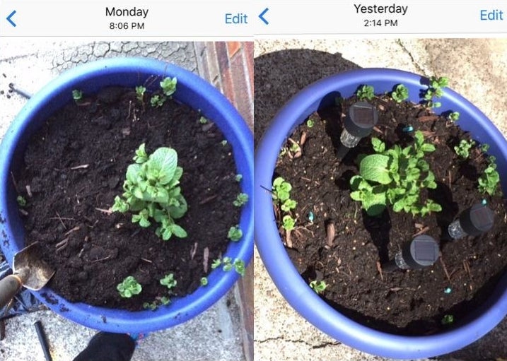 reviewer photo showing their plants growing stronger after using the Miracle Gro sticks 