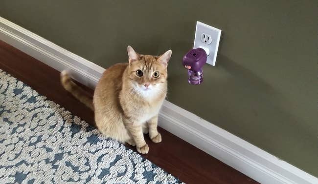 reviewer's orange cat next to the plug-in diffuser