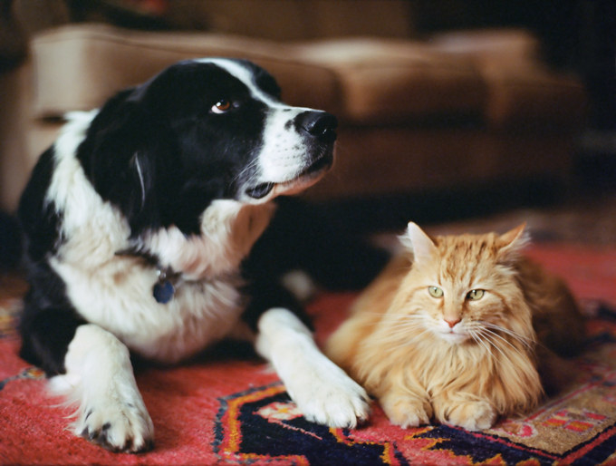 新型コロナはペットにうつる 犬や猫に感染の心配はあるのか