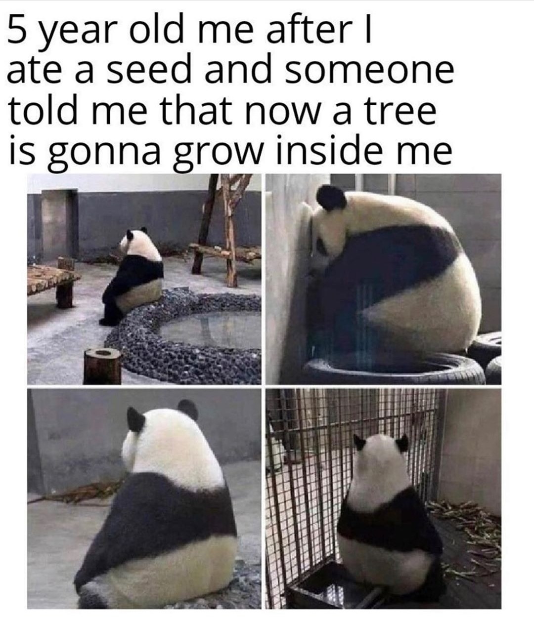Picture of a panda sitting forlornly with the text reading &quot;5-year-old me after I ate a seed and someone told me that now a tree is gonna grow inside me&quot;