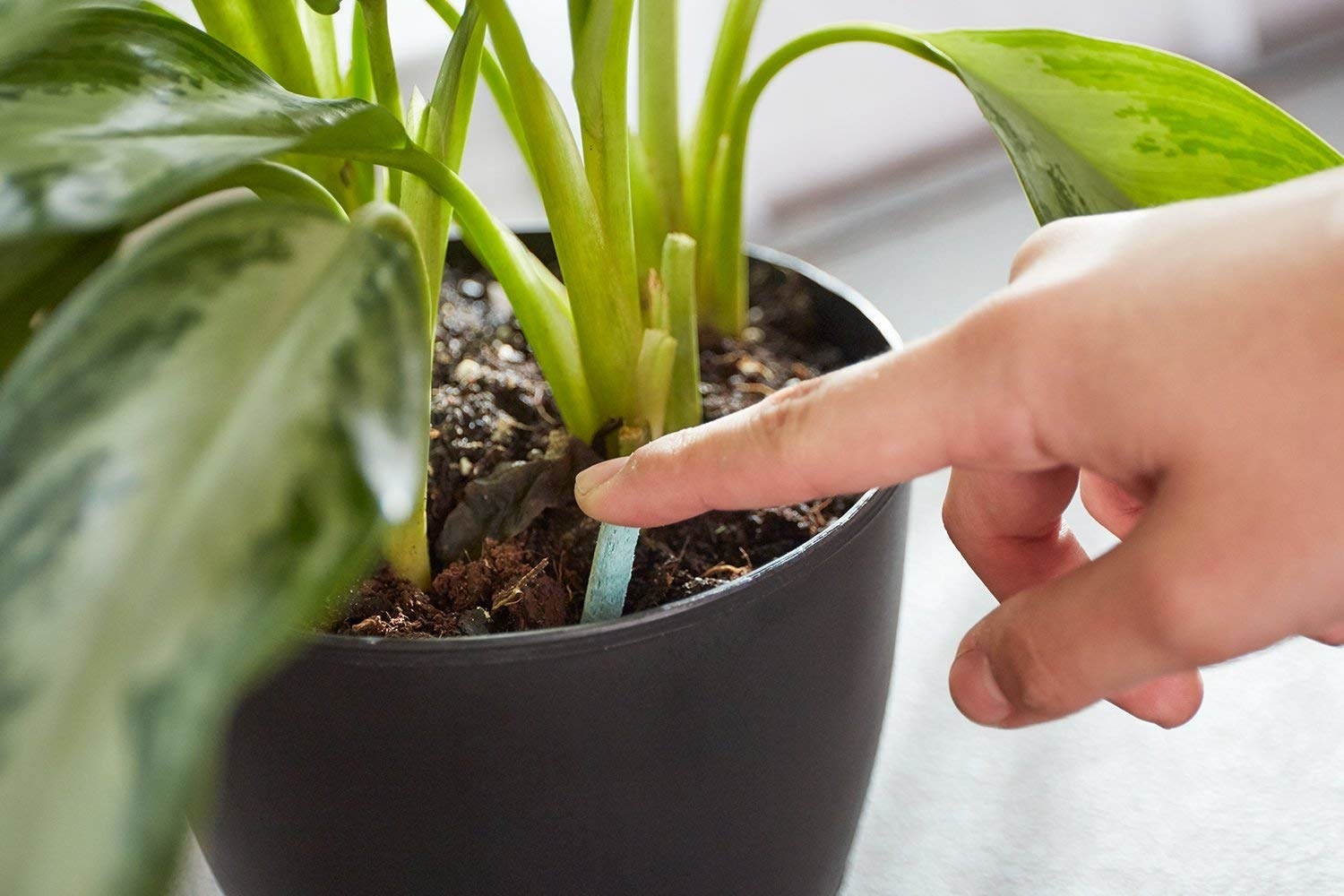 A model pushing a green pellet into a potted plant&#x27;s soil 