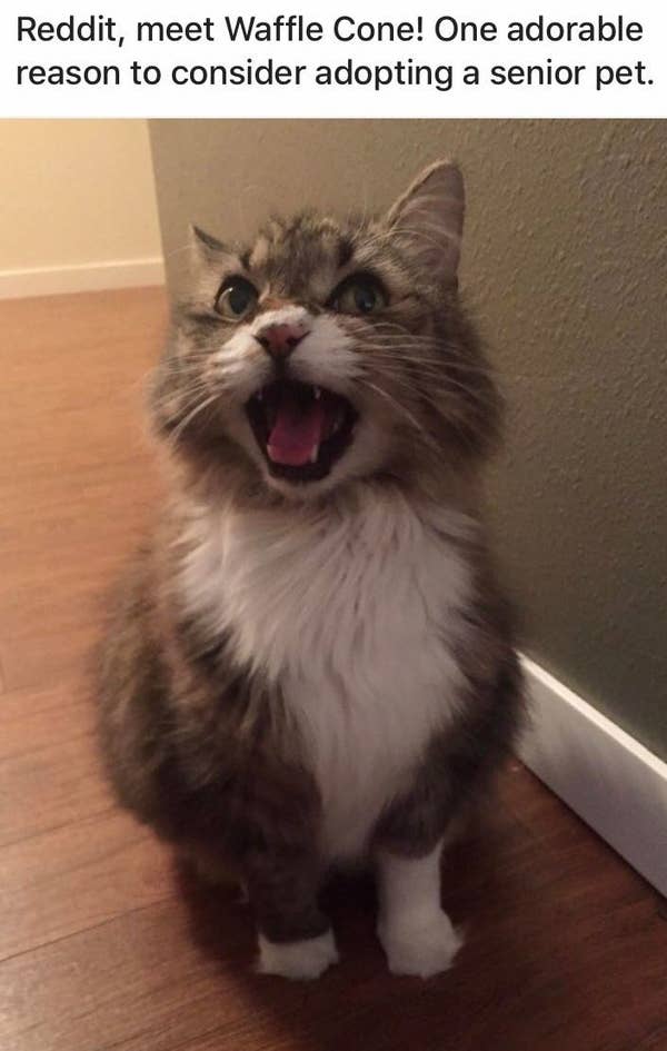 Proof That Cats And Dogs Are Never Too Old To Be Adopted