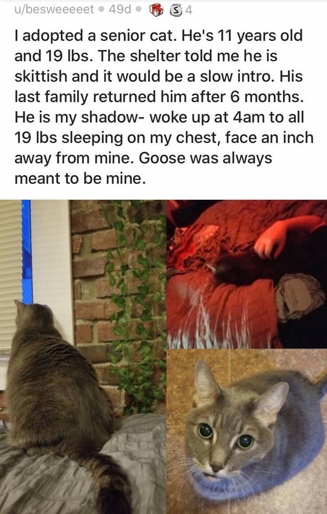 Proof That Cats And Dogs Are Never Too Old To Be Adopted