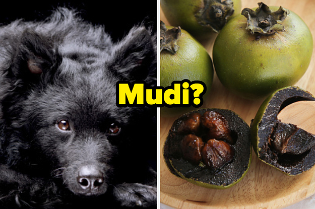 Only A Smarty Pants Can Tell If These Words Are The Names Of Dog Breeds Or Exotic Fruits