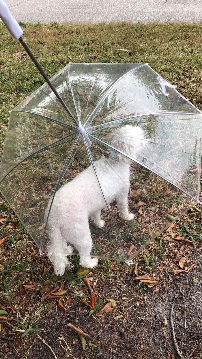 35 Problem Solving Products Pet Owners Actually Swear By