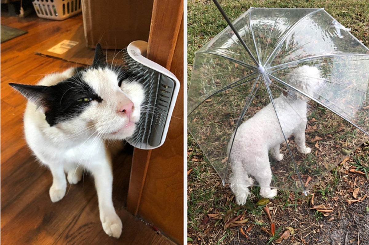Cat Who Demands Owner Protect Them With Umbrella Seen in Hilarious Video