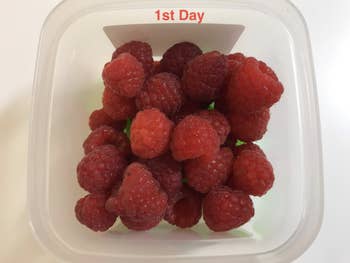 fresh raspberries on day one 