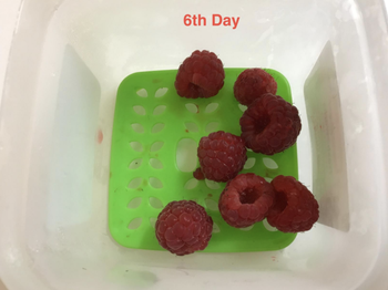 Raspberries in the container still as fresh on day 8