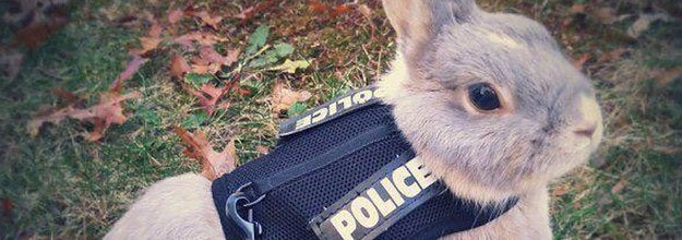 私は ズートピア が公開される4年前から警察官だった